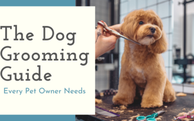 The Dog Grooming Guide Every Pet Owner Needs