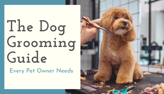 The Dog Grooming Guide Every Pet Owner Needs