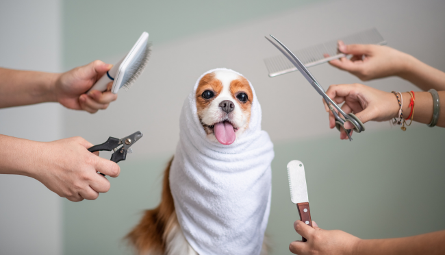 dog Grooming Guide